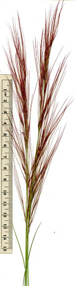  Aristida purpurea var. purpurea 